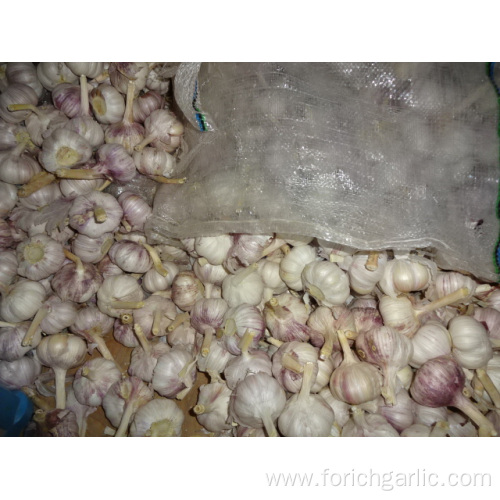 High Quality Best Price Fresh New Garlic